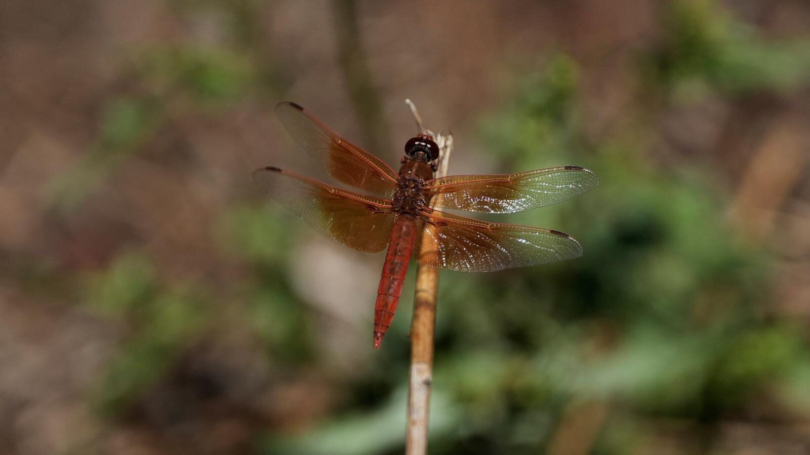 Unusual dragonfly swarms sweep across California after warm spring rains