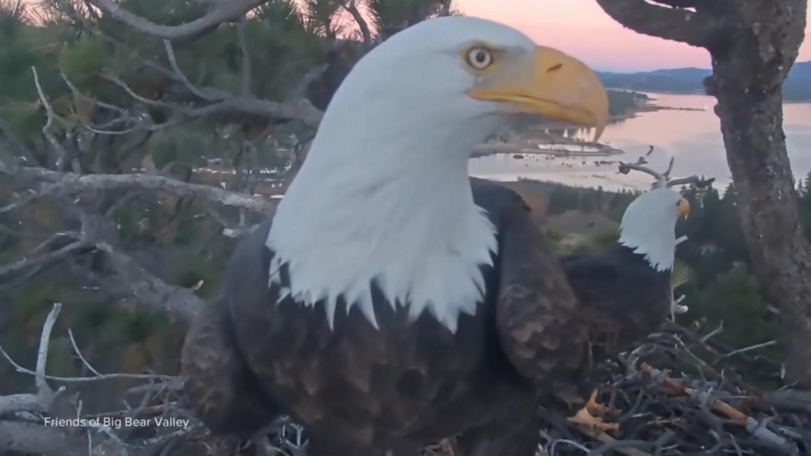 David Muir remembers Big Bear's bald eagle Jackie