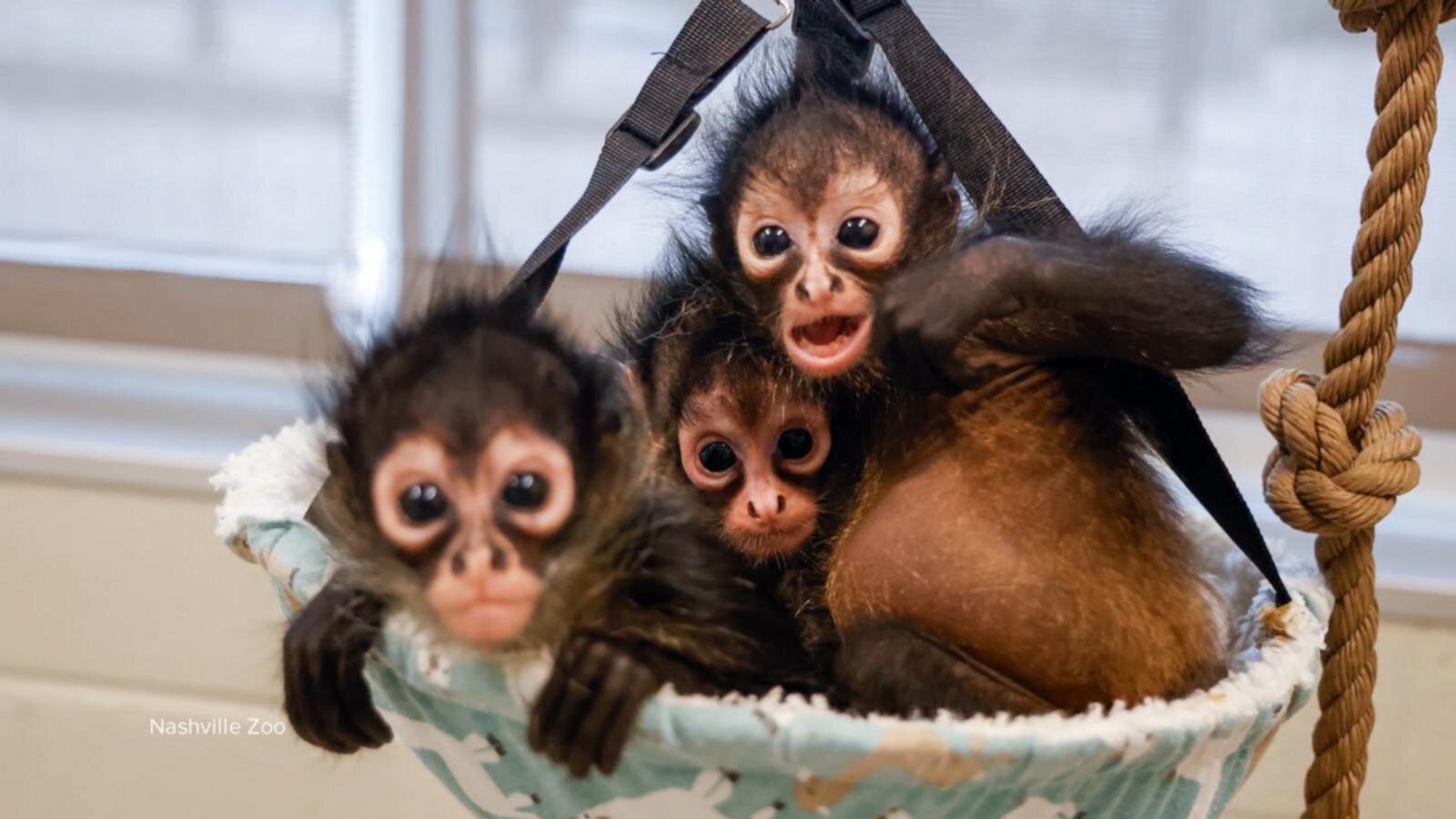 Rescued baby spider monkeys find a new home at the Nashville Zoo