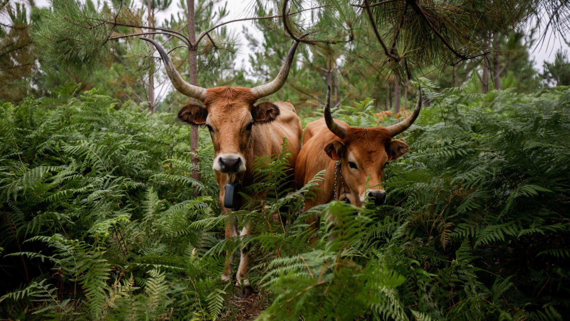 How native livestock is reducing the risk of wildfires in Spain's Galicia region