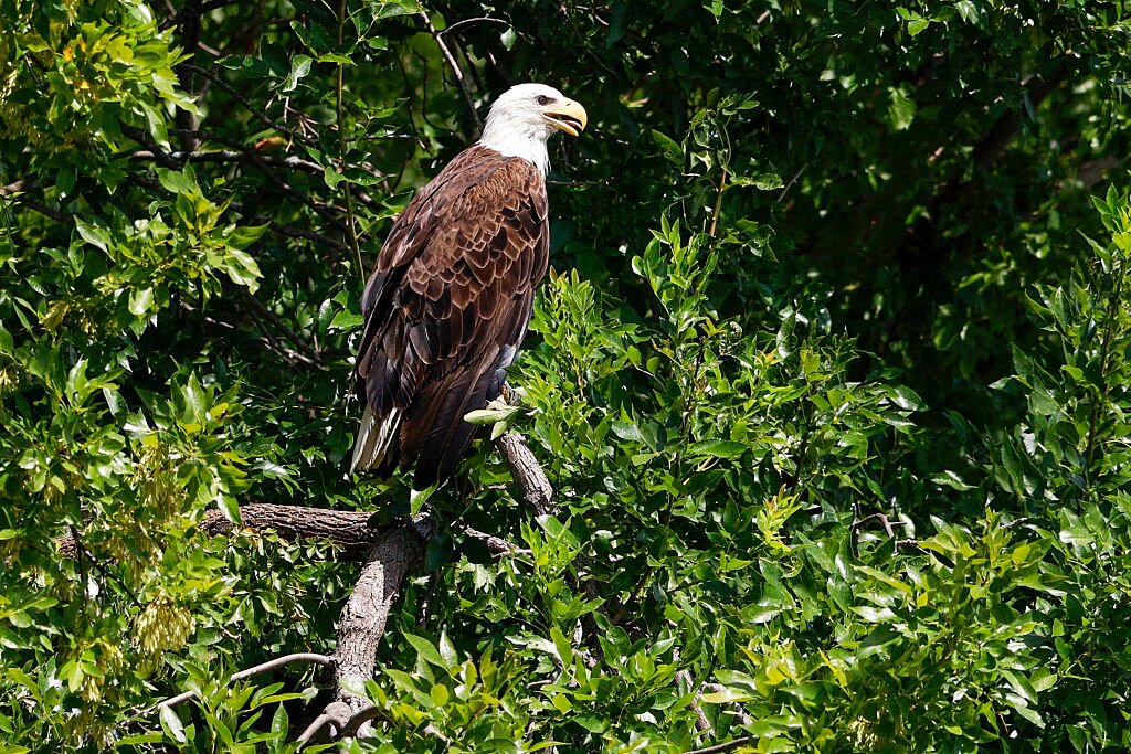 Texas man shot a bald eagle in his backyard. Now he's going to prison
