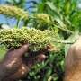 Field trials support oil-rich sorghum as a potential sustainable aviation fuel feedstock