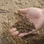 Miscanthus roots reveal deeper soils may retain more stable carbon