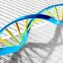 Scientists pinpoint where cells first begin copying DNA