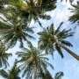 Impact of climate change may be equivalent to 3.3 million years of transformations in tropical vegetation
