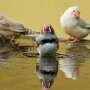 Decode the chatter of birds with a neuroscientist