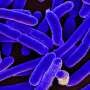 Changing bacterial feedstock unlocks flexible biopolymers with stronger antibacterial effects