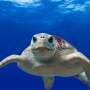 Ancient turtle hunting could inform modern conservation throughout southern Caribbean