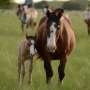 Researchers identify useful tool for diagnosing endocrine dysfunction in sick foals