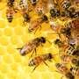 Diets high in a particular type of fat help protect bees against pesticides