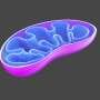 Mitochondria act as sensors for essential iron molecule, study reveals