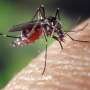Why some people are mosquito magnets while others get away unbitten