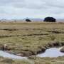 Fire can destroy peatlands. But in Australia, it can also help protect them