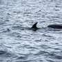 Bird flu detected in dead dolphin in South Australia