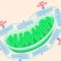 Surface engineering advances mitochondrial transplantation as a potential therapeutic strategy
