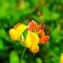 A new role for nitrate reductase in regulating nitrogen-responsive nodulation