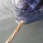 Double spiral inside narwhal tusks may explain their resistance to bending