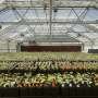 Adaptation and a 'Noah's Ark for trees' offer hope for endangered black ash