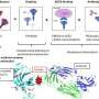 AI-designed SARS-CoV-2 variants escape prevalent antibodies