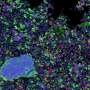 Ancient stardust grains were seeds for the earliest solids in the solar system