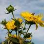 Assembly of giant wild sunflower family genomes unlocks potential for new perennial crops