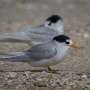 Bird flu is here to stay. NZ's response must keep adapting as the virus takes hold