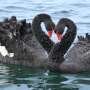 We don't know how well threatened species fight off bird flu—but we need to
