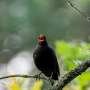 Scientists discover the key ingredients that make birdsong pretty