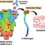 Blood-clotting protein may be SARS-CoV-2's hidden accomplice, helping it hide from antibodies and reach blood vessels