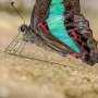 Butterflies are on the move as the planet warms: New research