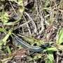 Can a newly discovered soil fungus stop the devastating African armyworm when chemicals have failed?
