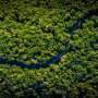 Can satellites detect when forests lose resilience?