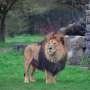 Zoo-housed lions show wild-style behaviors when fed whole carcasses