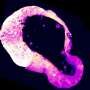 Cells use a little-known molecule to protect themselves from iron overload