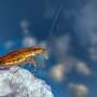 German cockroaches appear to be more social animals than previously thought