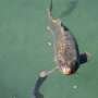 Common carp relatives blunt koi herpesvirus infections, offering clues to outbreak control