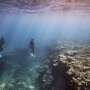 Coral recovery time cut short by warming oceans