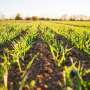 US could exhaust domestic phosphorus within 40 years, but waste offers reserves