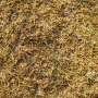 Why has Britain's grass turned yellow? A plant scientist explains what happens next