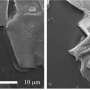 Perovskite-based sensor detects ammonia leaks at concentrations as low as 1 ppm