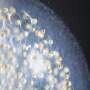 Ocean plankton reveal sugar-for-nutrients partnership that sustains life in barren seas