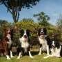MRI study shows dogs can distinguish between human fear and sadness
