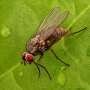 Interaction between sugar beet and its pest varies depending on drought stress, researchers find