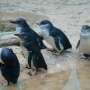 More than 5,000 little penguins will be vaxxed against bird flu. How will this protect them?