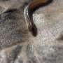 Roads and dams put European eels at risk, scientists offer strategy to save them