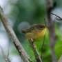 Female birds have shorter lifespans than male birds across 35 North American species, researchers find
