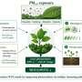Fine-particle pollution may undermine plants' ability to absorb carbon and conserve water