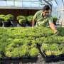 First full zoysia grass genetic blueprint opens doors for drought-tolerant turf