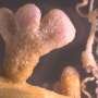 Forage crop gets growth boost from recently discovered beneficial bacterial species