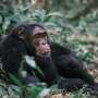 How well do past extinctions predict extinction risk today?